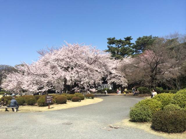 桜がきれいな公園