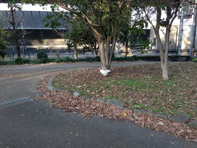 赤塚公園の大門地区にあるバードサンクチュアリ