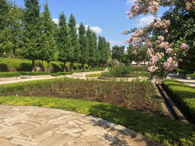 秋留台公園のバラ園～近景