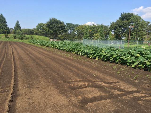 秋留台公園のふれあい農園