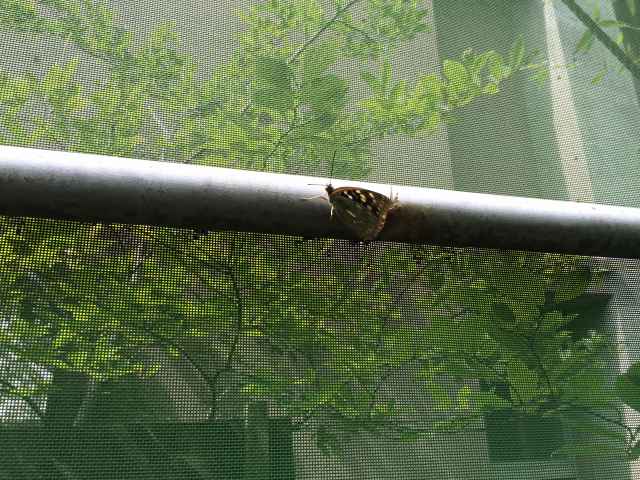 荒川自然公園のオオムラサキ観察園～パイプに止まる蝶