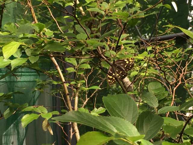 荒川自然公園のオオムラサキ観察園~羽根を休める蝶の姿