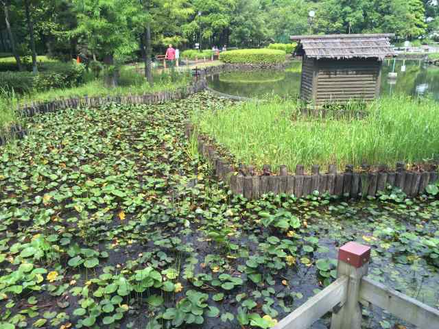 荒川自然公園の白鳥の池~スイレン