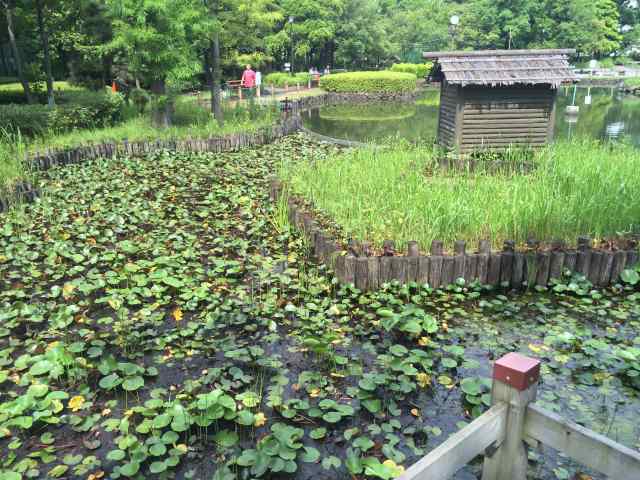 荒川自然公園の白鳥の池～スイレン