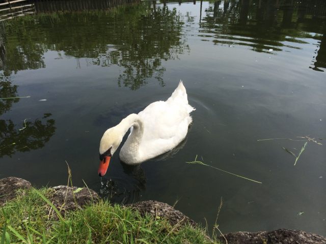 荒川自然公園の白鳥の池～ハクチョウ