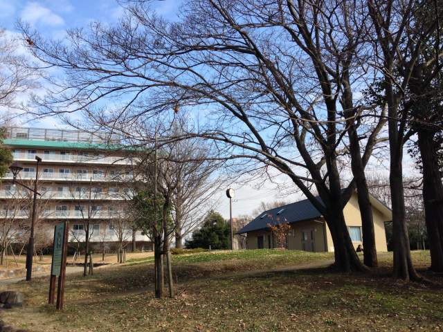 旧野方苗圃で育てられたというハナミズキが植えられた丘