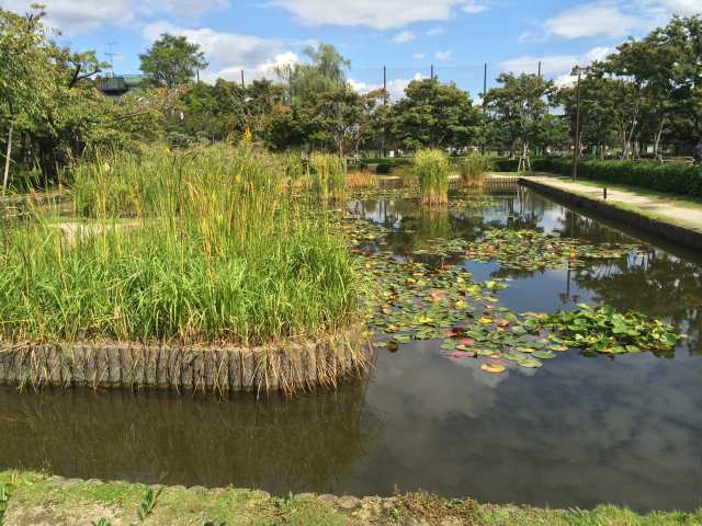 行船公園の水生池