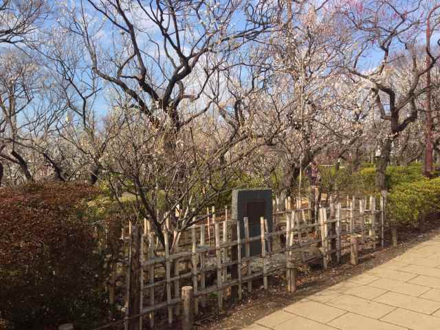 羽根木公園の飛梅