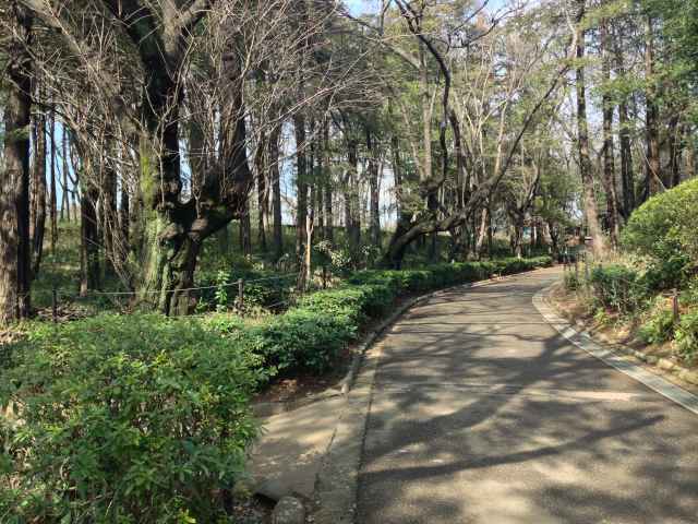 羽根木公園の南の園路