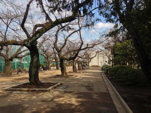 羽根木公園の桜並木の広場