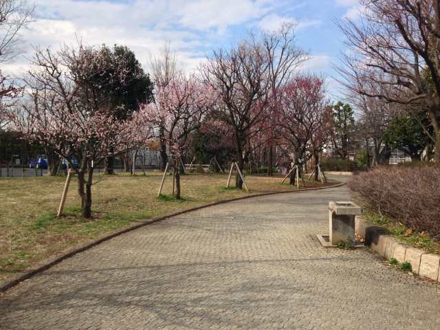 羽根木公園の北の草広場