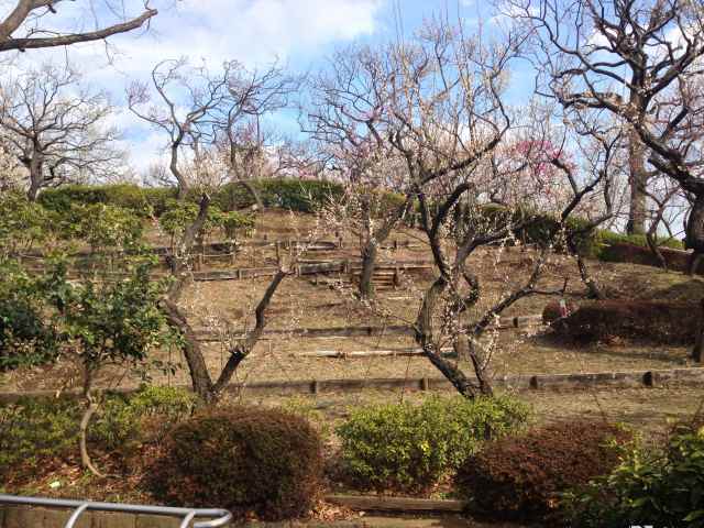 羽根木公園の梅林～遠景