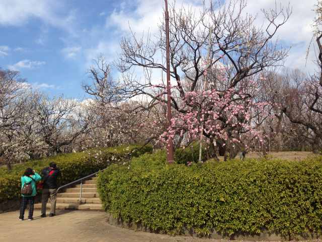 羽根木公園の梅林～梅をめでる人たち