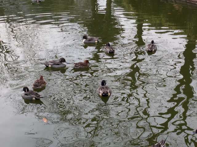 ひょうたん池で泳ぐカモ