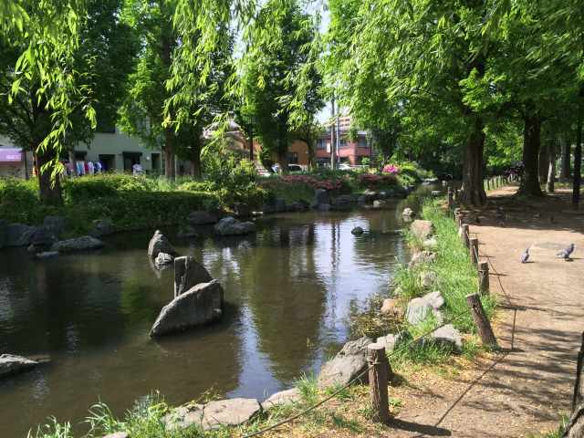 東綾瀬公園のせせらぎ～池面の様子