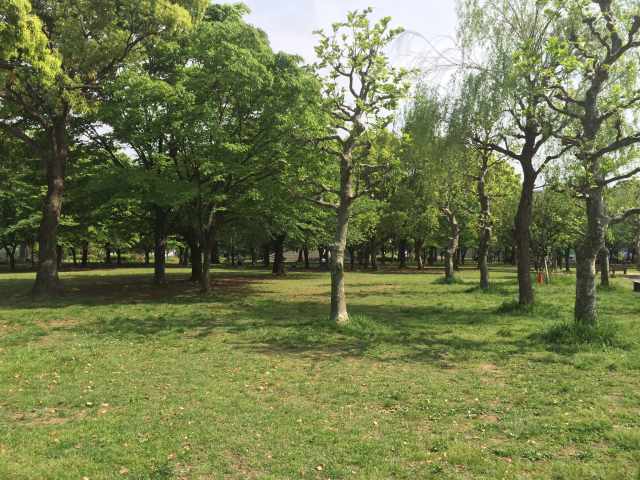 東綾瀬公園の管理センター前広場～緑地部分