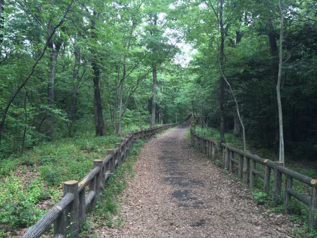 東大和公園のアカマツの道