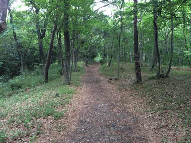 東大和公園の悠久の森