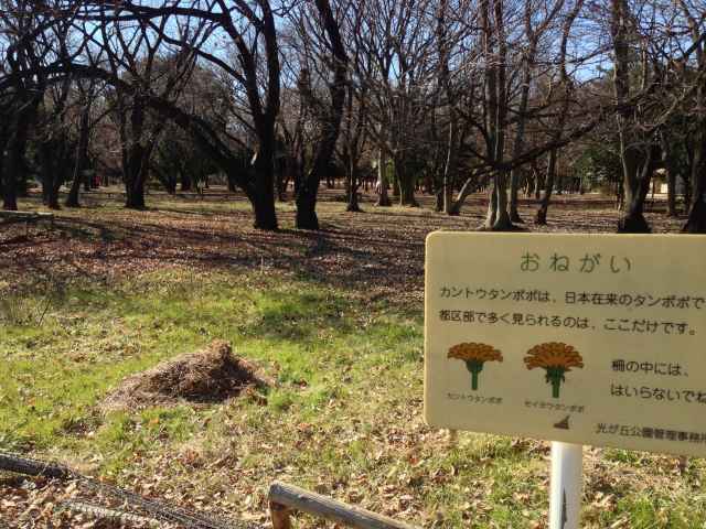 カントウタンポポ自生地