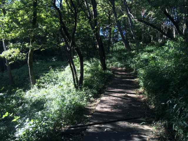 平山城址公園のくぬぎの道