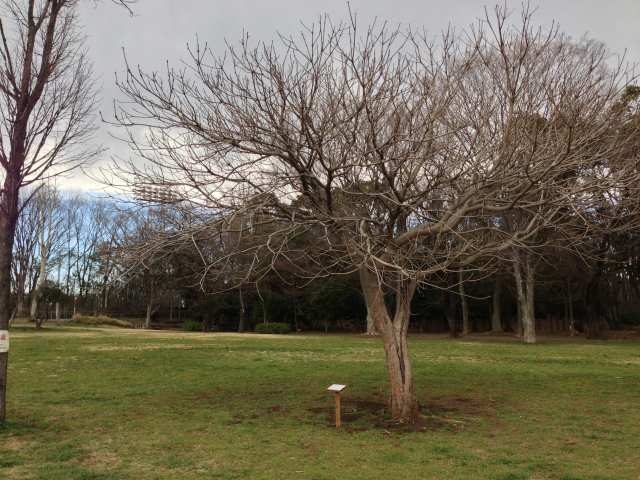 城北中央公園の都民の森