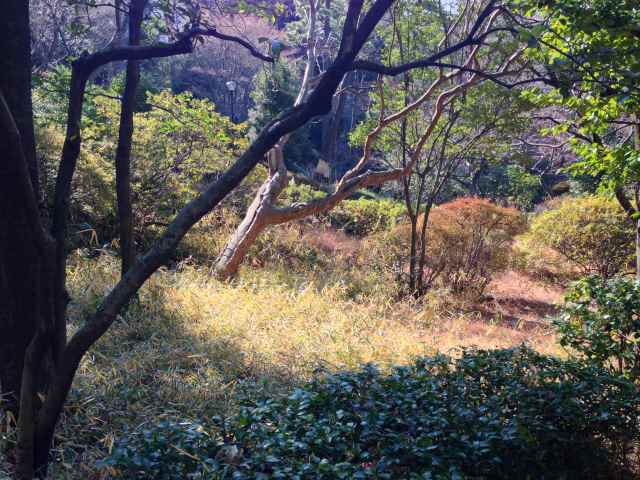 甘泉園公園の常緑樹林