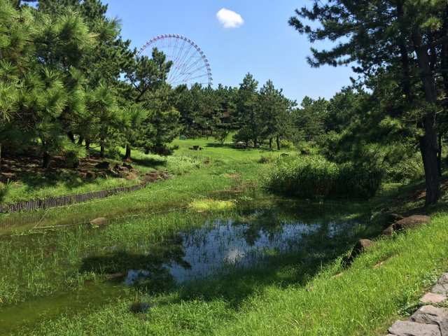 葛西臨海公園の芦ヶ池