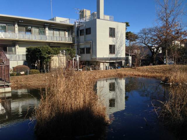 柏の宮公園の水生生物の池