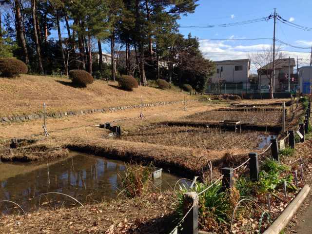 柏の宮公園の水田