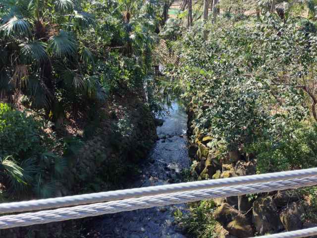 砧公園の吊り橋～橋の上から見た谷戸川