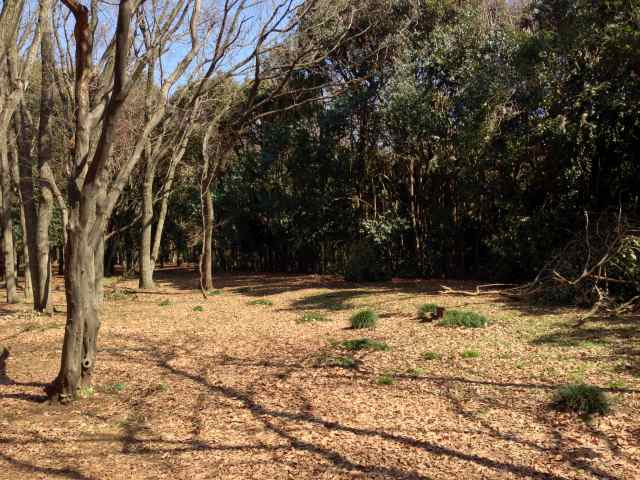 砧公園のバードサンクチュアリ