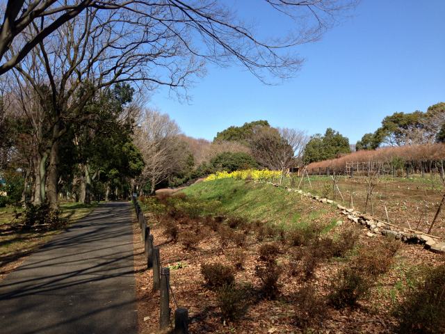 砧公園の西の園路