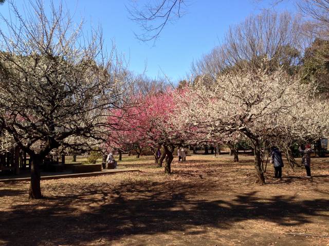 砧公園の梅林~遠景