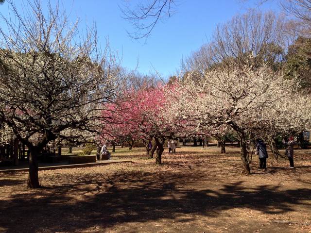 砧公園の梅林～遠景