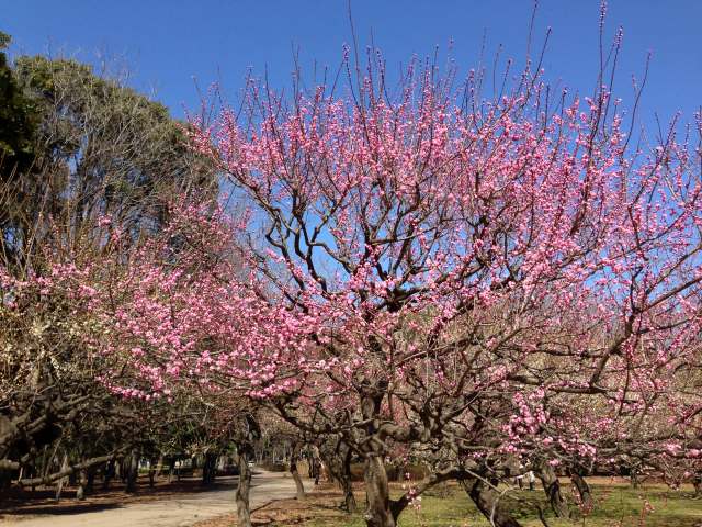 砧公園の梅林~近景