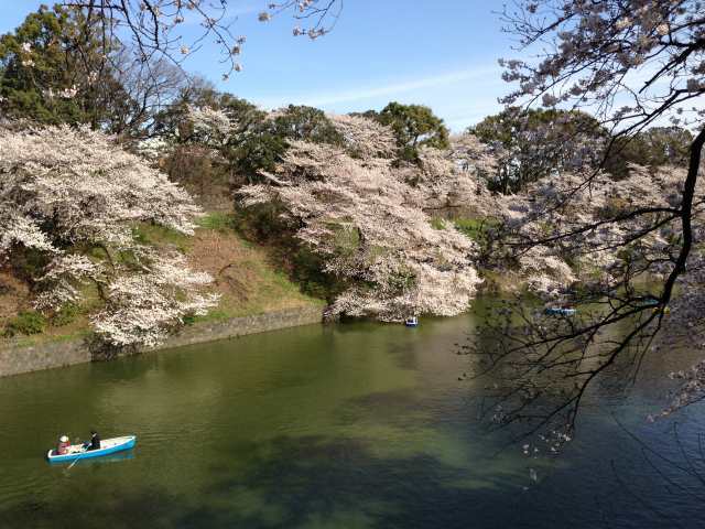千鳥ヶ淵~北から南を見たところ