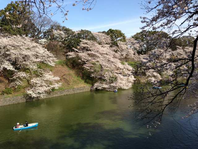 千鳥ヶ淵～北から南を見たところ