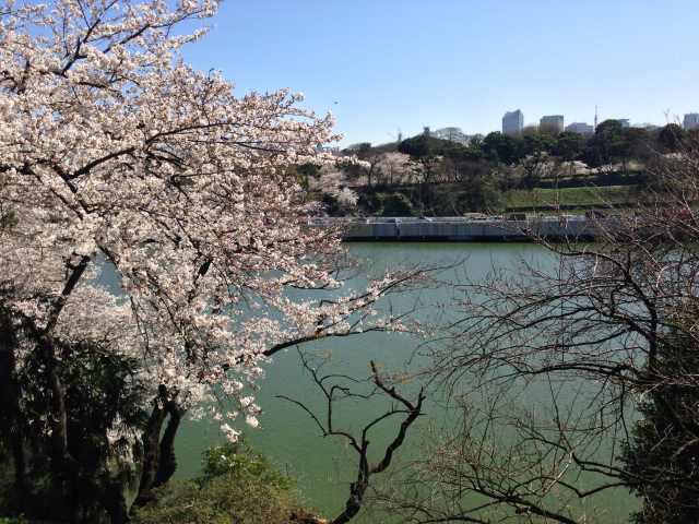 園から見た千鳥ヶ淵~北から南を見たところ