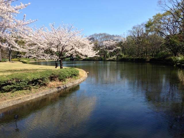 北の丸公園の池