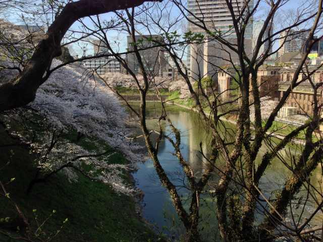 北の丸公園から見た牛ヶ淵