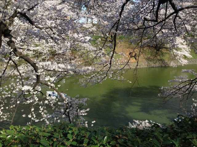 千鳥ヶ淵～西から東を見たところ