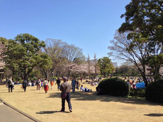 北の丸公園の芝生広場～園路付近