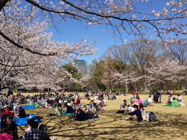 北の丸公園の芝生広場~全体像