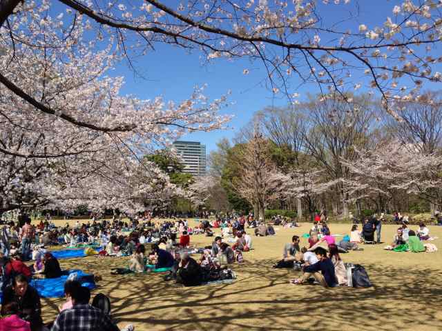 北の丸公園の芝生広場～全体像