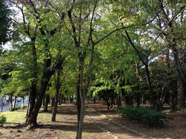 清澄公園内の道