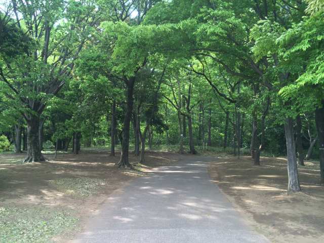 小金井公園の雑木林
