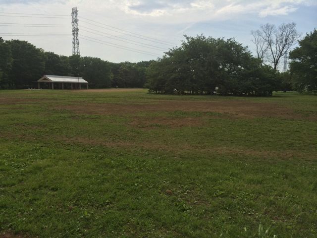 小金井公園のゆりの木広場