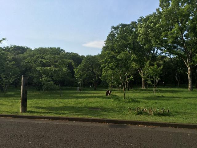 小金井公園の桜の園