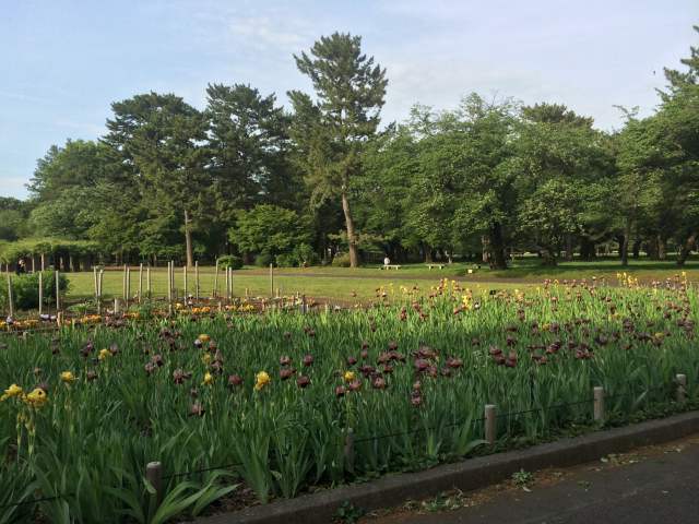 宿根草園