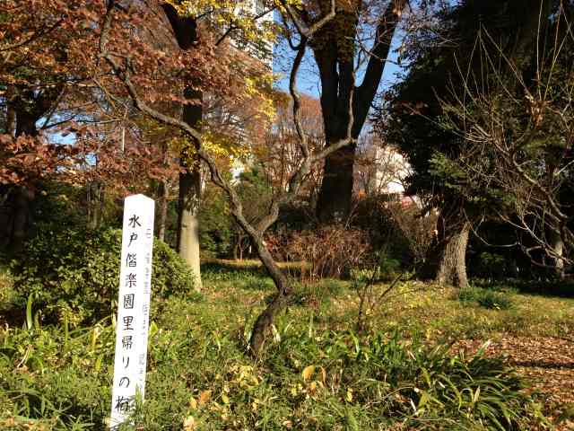 水戸偕楽園・里帰りの梅